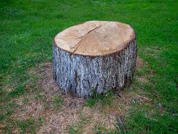 How Our Tree Care Process Works  in  Valdez, AK