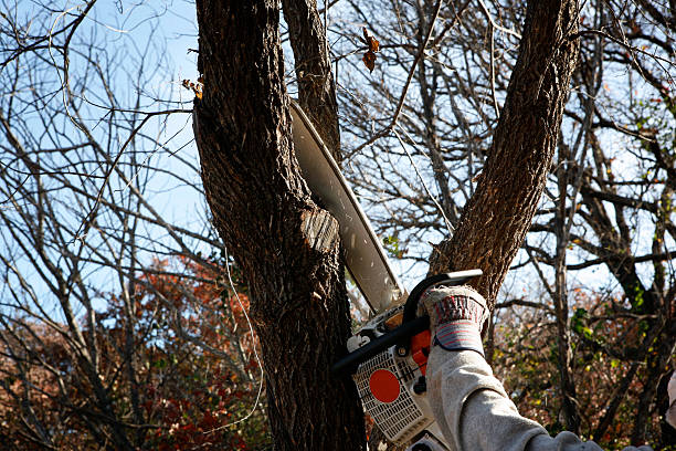 Trusted Valdez, AK Tree Care Experts